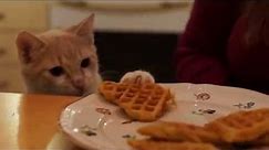 Salvatore the cat loves waffles