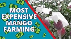 Miyazaki Mango Farming: The Agricultural Technology Behind Japan's Most Expensive Mango