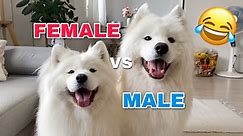 Funny Differences Between Female And Male Samoyeds 😂