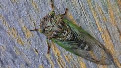 What to expect from the 2024 cicada invasion
