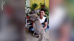 Zoology student, 23, makes world's largest rabbits longer using genetic engineering