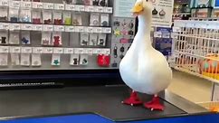 Wrinkle The Duck Visits PetSmart Delighting The Internet