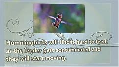 How to Keep Bees off Hummingbird Feeders