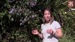 How to Prune Clematis Plants