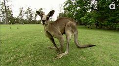 Kangaroos Can Jump 30 Feet High