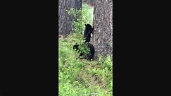 Bear Pauses To Scratch On Pine Tree