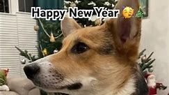 Happy New Year 🎁 #dog #corgi #puppy