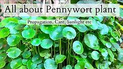How to grow and care Pennywort plant||coin plant||Hydrocotyle Ranunculoides||Pennywort plant benefit