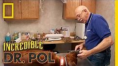 Porcupine’d Pups | The Incredible Dr. Pol