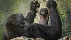 Critically endangered gorilla born at London Zoo | London Zoo