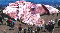 LARGEST Animals Ever Discovered!