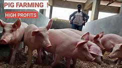 How To Breed Pigs Successfully In A Short Time As A Beginner!