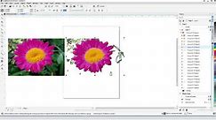 How to Make Clipart from a Photo with CorelDRAW (PC)
