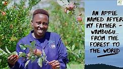 How we grow apples & are creating generational wealth through fruit farming #WambuguApple