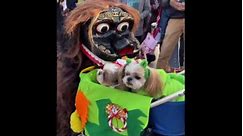Lively new year tradition: Rocoleona the dog receives lion blessing at Okinawa Peace Memorial Park