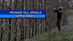 Pruning Tall Spindle Apple Trees