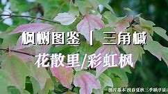 枫树图鉴 | 第13期 三角槭 "花散里" 彩虹之名的色彩 ｜里皮搬运