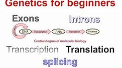 |Central dogma of molecular biology| Transcription| Translation|Exons|Introns|Genetics for beginners