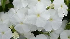 Outsidepride 2000 Seeds Annual White Phlox Flower Seeds for Planting