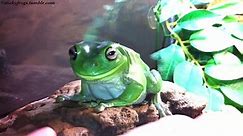 Stickyfrogs - Today Gumby has made the Perilous Journey...
