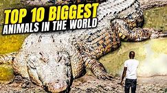 Top 10 Biggest Animals in The World