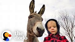 Donkey Can't Stop Following His New Human Brother Around | The Dodo Soulmates