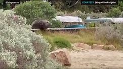 Elephant seal that smashed windows may have appeared in Blairgowrie on Victoria's Mornington Peninsula