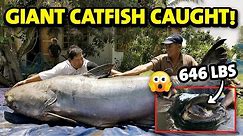 Top 10 biggest catfish ever caught