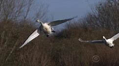 Helping endangered Bewick's swans migrate home