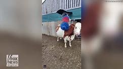 Cow enjoys back scratch with repurposed car wash brush