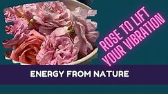 Medicinal Benefits Of Rose - 5 Powerful Ways To Enjoy The Vibration Of Rose || Dr. Leonie Morris