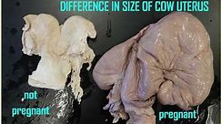 pregnant cow reproductive anatomy