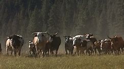 Cattle stampede, slow motion