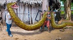 This is The Biggest Snake in The World Discovered