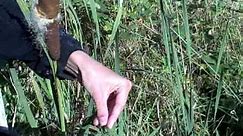Edible wild plants: Cattail - Typha (Wilderness Survival skills and courses)