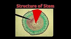 Structure Of Stem