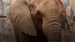 5 Incredible Facts About Elephants