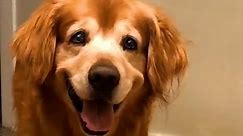 The World's Happiest Dog 😍 | FUNNIEST Pets Of The Month