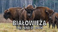 BIAŁOWIEŻA: THE LAND OF BISON. 3-day trip to the wildest region in eastern Poland [PL/EN]