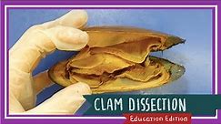 Clam Dissection || Coming Out of Its Shell [EDU]