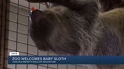 Help name the baby sloth!