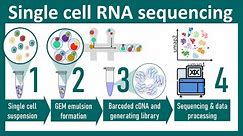 Single cell RNA sequencing overview | ScRNA seq vs Bulk seq | chemistry of ScRNA seq |Bio Techniques