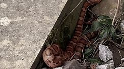 More Work for St Patrick? Snake Seen Near Train Line in Ireland