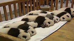 Shhh! 14 baby pandas napping