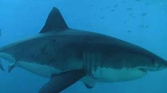 Shark resarcher on what we can learn from great whites