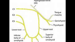 ANSA CERVICALIS || Simple Explanation || Anatomy || Neuro Anatomy