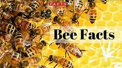 Bee Facts - All About Honeybees, Bumblebees and Queen Bees