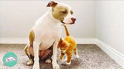 Pitbull Gets Kisses From Cats And Becomes Their Doggy Momma | Cuddle Dogs