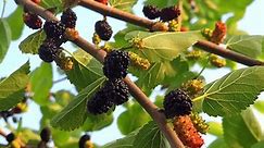 Black mulberry on a tree on in Pakistan Spring Season, 4k