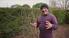 How To Prune A Dwarf Apple Tree